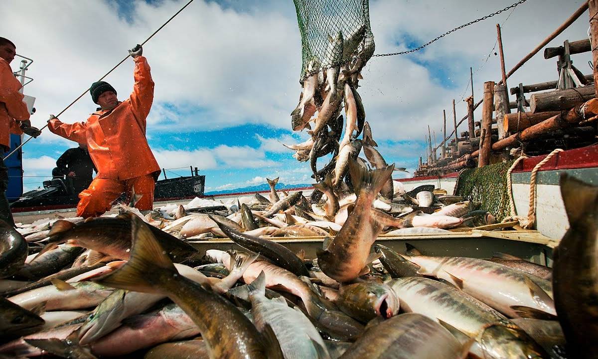 В Ростовской области увеличат государственное финансирование рыбной отрасли