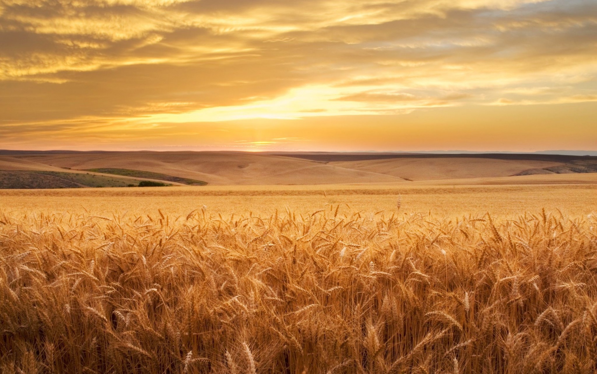 Степи Луганщины пшеничные поля