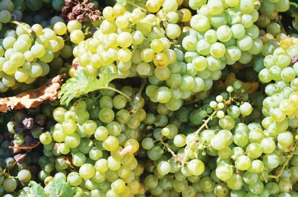 Дмитрий Чумаков: «Господдержка помогает развивать виноградарство»