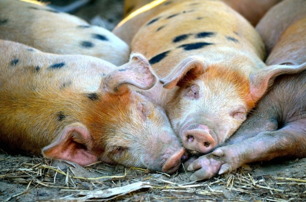Как повысить продуктивность свиноводства?