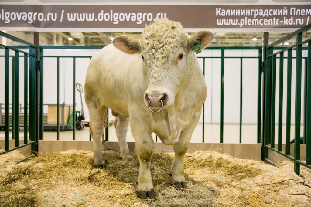 «АГРОФАРМ-2020» на ВДНХ снова подтвердила статус ключевой животноводческой выставки России