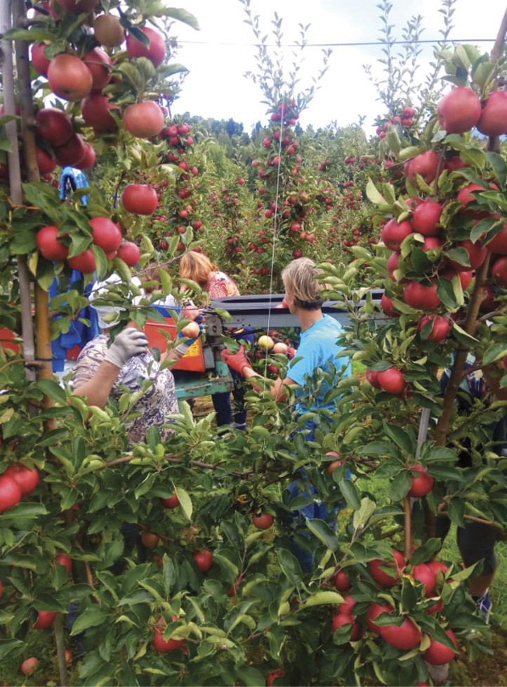Геннадий Борисов: «Наша цель — обеспечить страну яблоками отечественного производства»