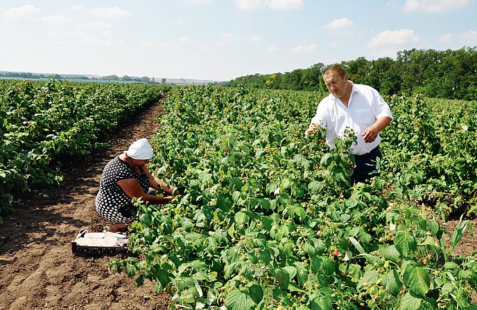 Александр Коклин: «Наши аграрии добиваются хороших результатов»
