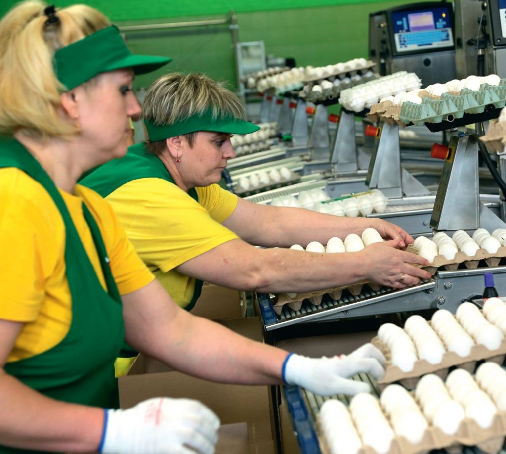 Красноярская птицефабрика «Заря» к концу 2016 года планирует экспортировать около 12 млн штук куриных яиц в Монголию