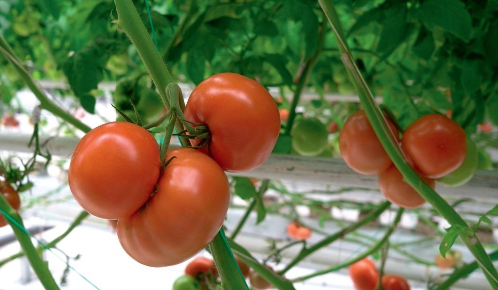 Новые теплицы по выращиванию помидоров были построены ТК «Майский» в Татарстане. Общая площадь комплекса — 1,4 га. В перспективе планируется обновить еще порядка 4,1 га площадей. Это позволит увеличить производство томатов на 900 тонн в год