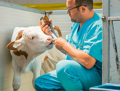 Важна каждая буренка