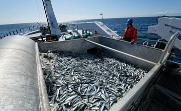Добыча рыбы и морепродуктов в России составила более 4,9 млн тонн