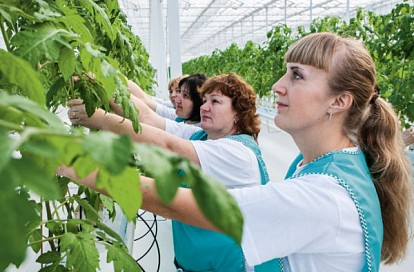 Рекордсмены защищенного грунта