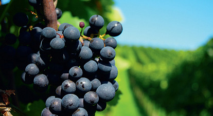 Лоза на просторе