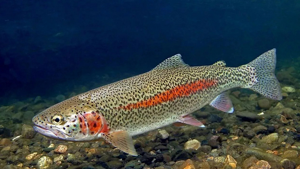 Как выглядит форель рыба: внешний вид и основные характеристики