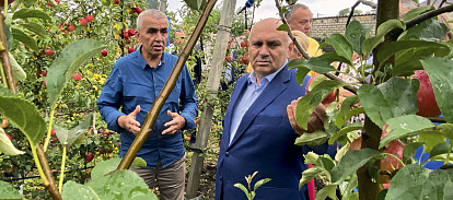 Саду — цвесть?