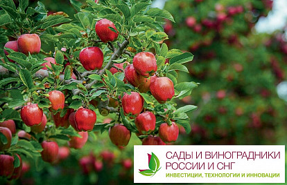 Перспективы импортозамещения плодово-ягодного сектора и виноградарства – получите бесплатный отчёт