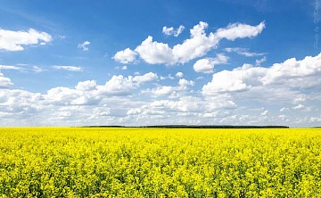 Этим летом впервые состоится Всероссийский День поля масличных культур