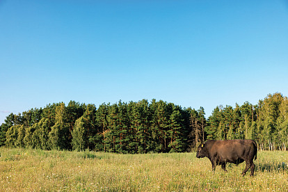 Эталон качества