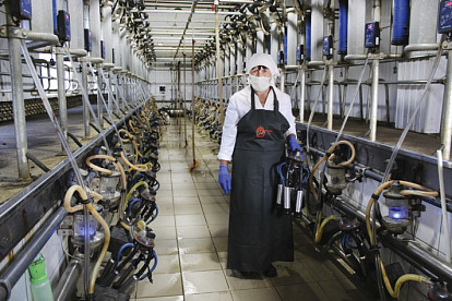 «Колос» продуктивный