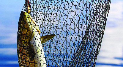 Раскинули сети