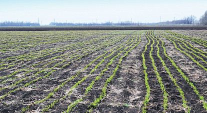 Павел Дмитриенко: «Политика импортозамещения оказала позитивное влияние на развитие нашего питомника»