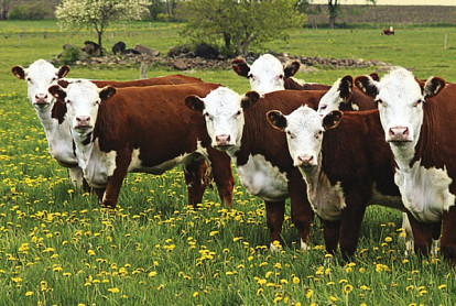 Александр Масленников: «Земля — наша главная ценность»