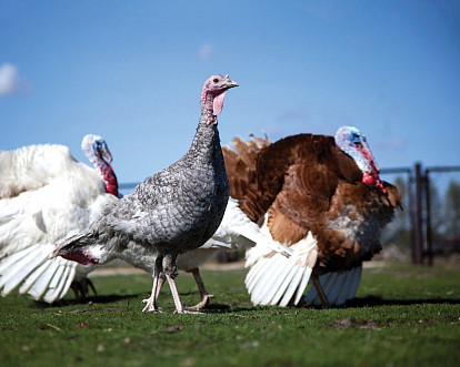 Важная птица